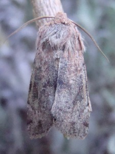 Copie de DSC07010.JPG