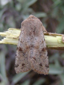 Copie de DSC07039.JPG