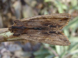 Copie de DSC07075.JPG