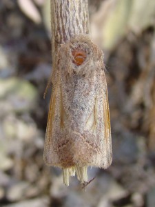 Copie de DSC07079.JPG