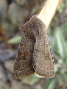 Copie de DSC07100.JPG