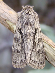 Copie de DSC07112.JPG