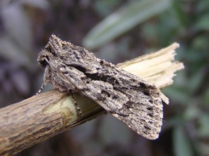 Copie de DSC07114.JPG