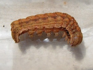 Chenille brune  (2).JPG