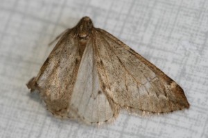 Copie de IMG_1316.jpg