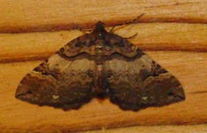 Anticlea badiata, Cidarie baie 23.03.2010 p.JPG