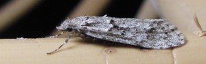 1224 Oecophoridae Chimabachinae Diurnea fagella 2010.03.23 (9p).jpg