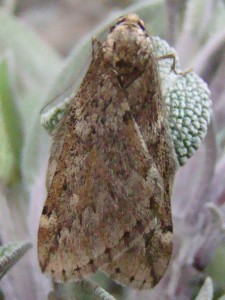 Copie de DSC07191.JPG