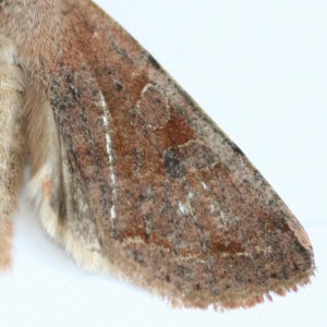 Copie de IMG_1491.jpg