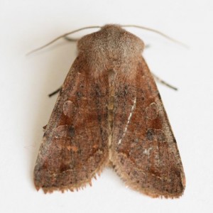 Copie de IMG_1494.jpg