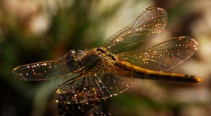 SYMPETRUM A NERVURES ROUGES 20.08.09. (15) Nord Montjay.jpg