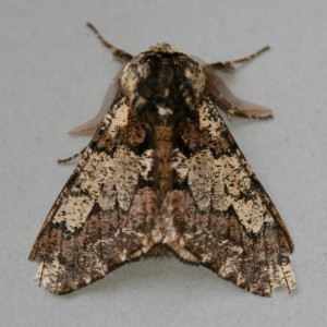 Copie de IMG_1521.jpg