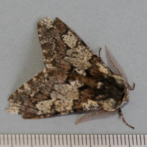 Copie de IMG_1499.jpg