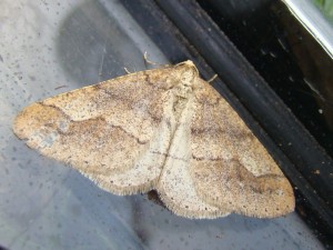 3 cm.JPG