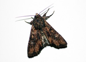 viminia rumicis.ppc.jpg