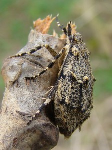 Copie de DSC07276.JPG