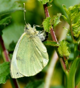 Piéride du Chou - Piéris Brassicaé - (66)C.8..jpg