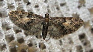à v. Eupithecia abbreviata 2010.04.03 (2pr).jpg