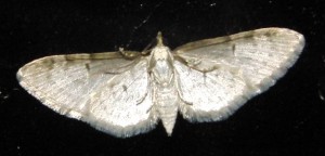 à v. Eupithecia abbreviata dessous 2010.04.03 (1 pr).jpg