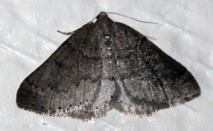CIMG7401p2.jpg