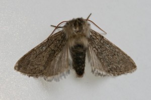 Copie de IMG_1591.jpg