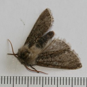 Copie de IMG_1571.jpg