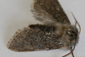 Copie de IMG_1574.jpg