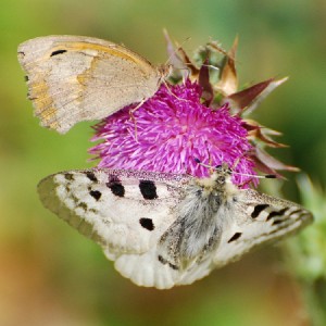 Parnassius Apollo .Petit Apollon (4)1..jpg