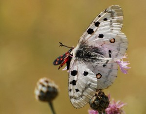 Parnassius Apollo . Apollon  d (2)1..jpg