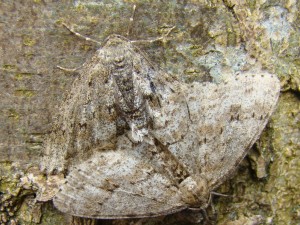 Copie de DSC07354.JPG