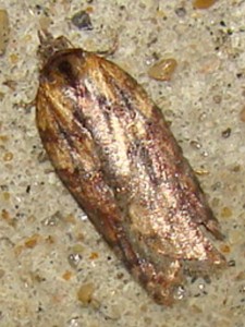Copie de DSC07329.JPG
