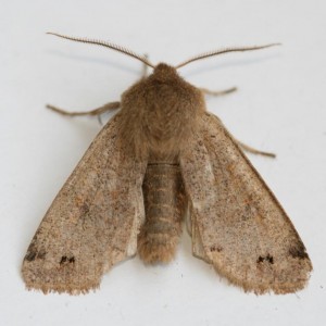Copie de IMG_1618.jpg
