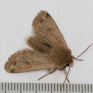 Copie de IMG_1611.jpg