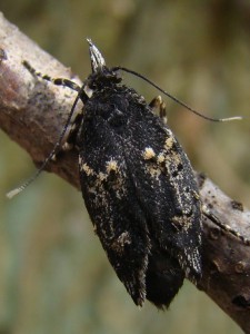 Copie de DSC07376.JPG
