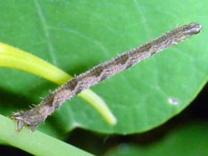 Eupithecia succenturiata (UKmoths).jpg