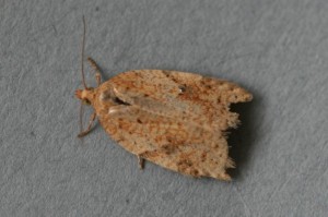 Copie de IMG_1897.jpg