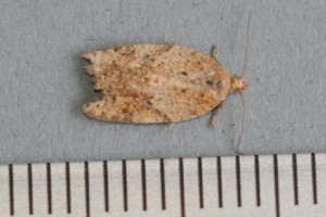 Copie de IMG_1864.jpg