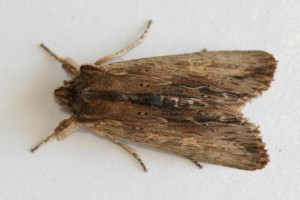Copie de IMG_1794.jpg