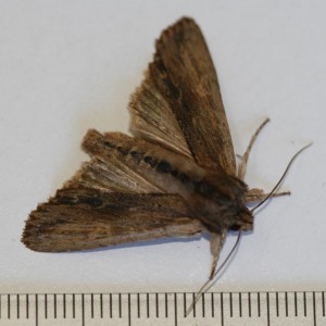 Copie de IMG_1759.jpg
