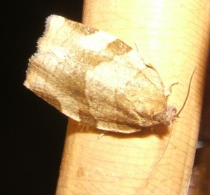 1937 Pandemis heparana 2009.05.26 (1p).jpg