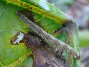 Eupithecia icterata.JPG