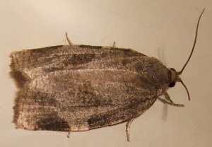 1944 Tortricidae Choristoneura hebenstreitella 2008.06.21 (1p).jpg