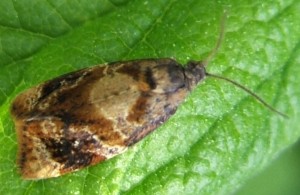1949 Tortricidae, Archips xylosteana 2008.05.22 (3p).jpg