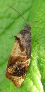 1949 Tortricidae, Archips xylosteana à v. 2008.05.22 (8p).jpg