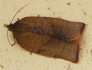 1951 Tortricidae tortricinae  archipini Cacoecimorpha pronubana f 2008.04.25 (1p).jpg