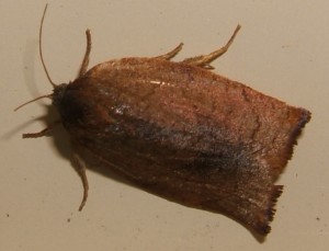 1951 Tortricidae tortricinae Cacoecimorpha pronuba f 2006.09.04 (1p).jpg
