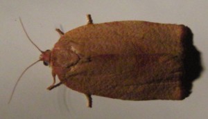 1951 Tortricidae tortricinae Cacoecimorpha pronuba f 2009.08.13 (1p).jpg