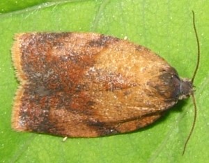 1951 Tortricidae tortricinae Cacoecimorpha pronuba 2008.05.14 (3p).jpg