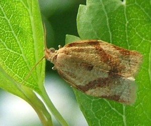 1968 Tortricidae tortricinae, Clepsis consimilana 2008.06.18 (4)bis.JPG