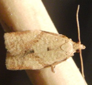 1968 Tortricidae, tortricinae, Clepsis consimilana 2009.08.18 (2p).jpg